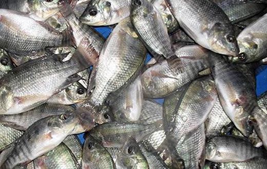 ___5470313___https:______static.pulse.com.gh___webservice___escenic___binary___5470313___2016___9___8___15___tilapia