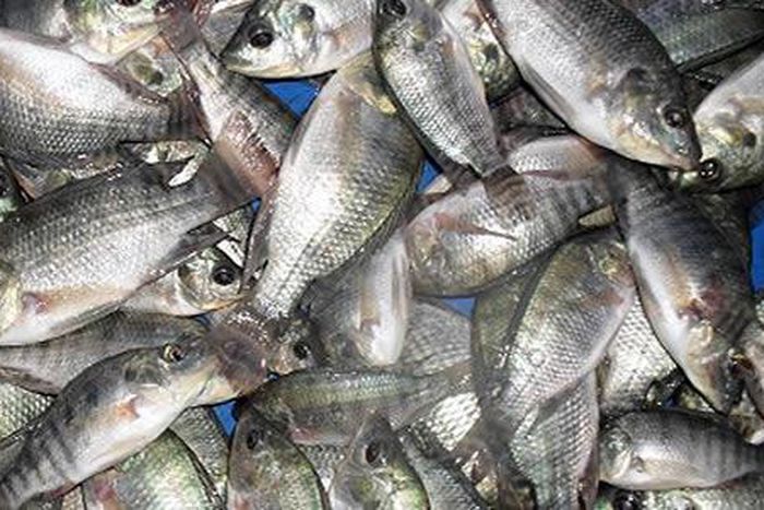 ___5470313___https:______static.pulse.com.gh___webservice___escenic___binary___5470313___2016___9___8___15___tilapia
