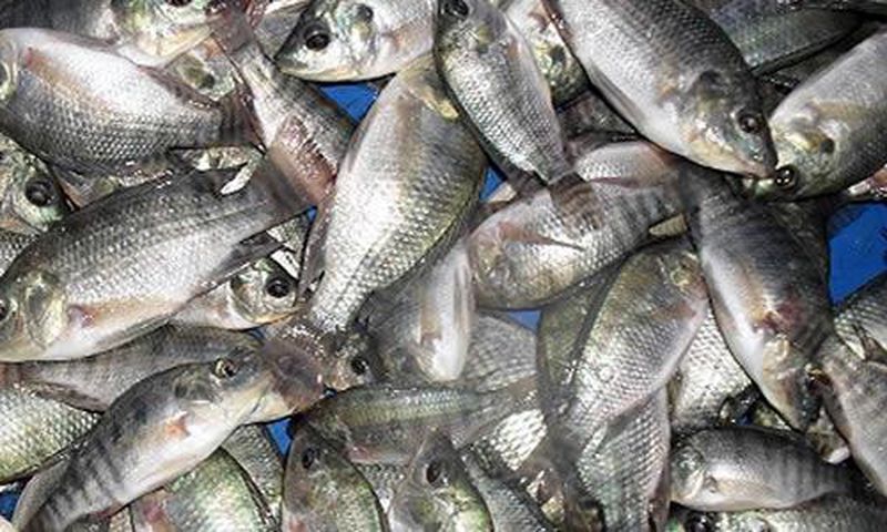 ___5470313___https:______static.pulse.com.gh___webservice___escenic___binary___5470313___2016___9___8___15___tilapia