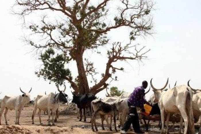 ___6446705___https:______static.pulse.com.gh___webservice___escenic___binary___6446705___2017___3___29___15___88496947_fulani-620x330