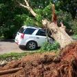 Giant tree falls on vehicle at University of Ghana, Legon