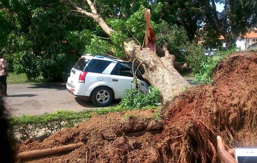 Giant tree falls on vehicle at University of Ghana, Legon