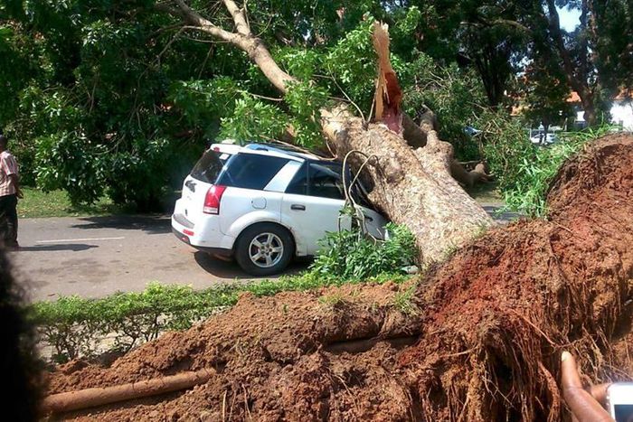 Giant tree falls on vehicle at University of Ghana, Legon