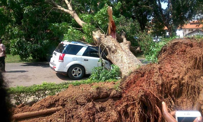 Giant tree falls on vehicle at University of Ghana, Legon