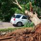 Giant tree falls on vehicle at University of Ghana, Legon