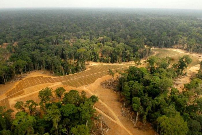 Its lower cost has made it popular in commercial food production, but after being blamed for deforestation in Asia, palm oil plantations are now getting a similar rap in Africa