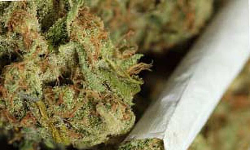 Indian hemp