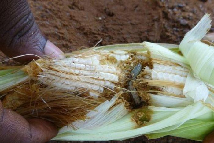 ___6641991___https:______static.pulse.com.gh___webservice___escenic___binary___6641991___2017___5___8___11____94647001_armyworm1