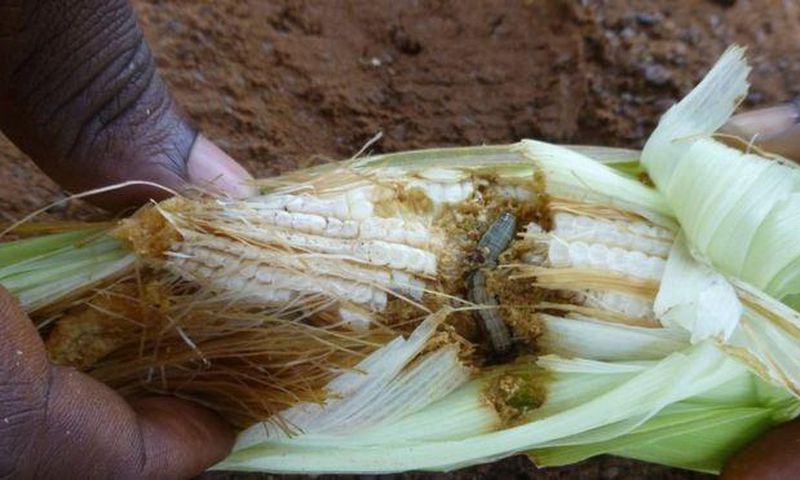 ___6641991___https:______static.pulse.com.gh___webservice___escenic___binary___6641991___2017___5___8___11____94647001_armyworm1