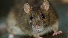 What city is most infested with rats and cockroaches?