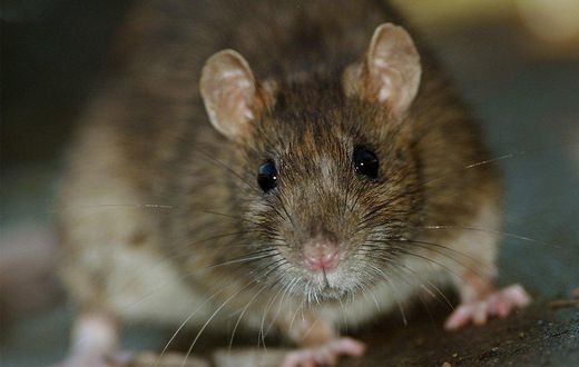 What city is most infested with rats and cockroaches?