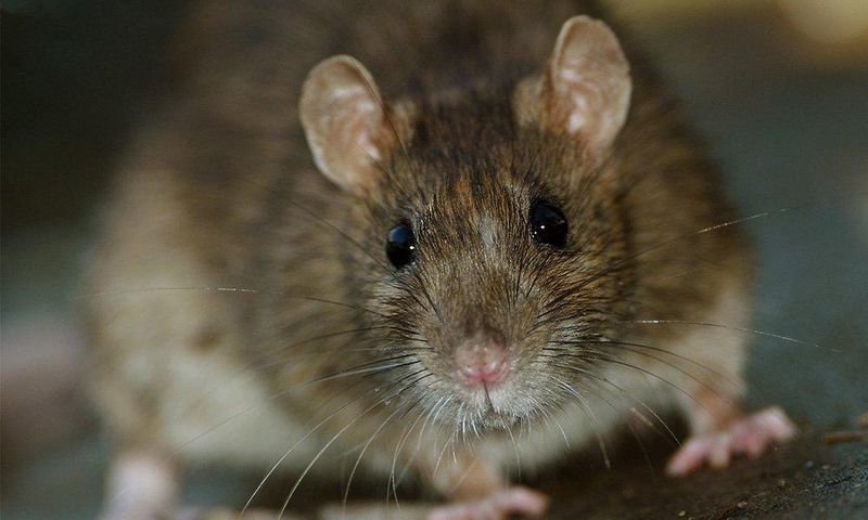 What city is most infested with rats and cockroaches?