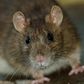 What city is most infested with rats and cockroaches?