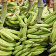 Plantain not being imported, Government of Ghana says