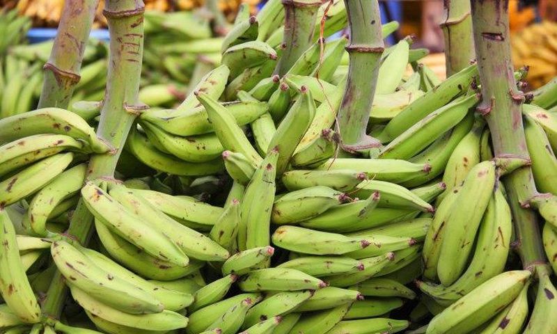 Plantain not being imported, Government of Ghana says
