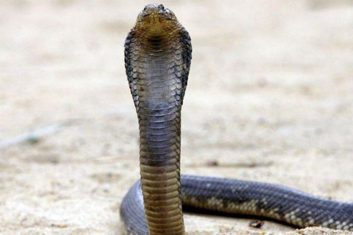 ___6091509___https:______static.pulse.com.gh___webservice___escenic___binary___6091509___2017___1___21___15____93633395_gettyimages-57207089