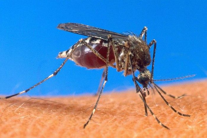 A mosquito-borne disease, malaria killed 429,000 people in 2015, 92 percent of them in Africa