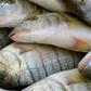Ghana Fisheries