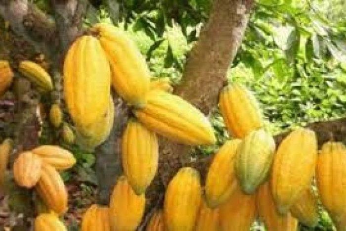 ___6576503___https:______static.pulse.com.gh___webservice___escenic___binary___6576503___2017___4___25___1___1.8667653