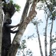 A worker cuts the bark of a rubber tree on a plantation of US company Firestone in Harbel, Liberia, on October 17, 2016