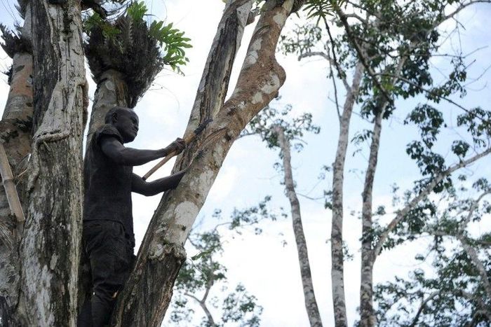 A worker cuts the bark of a rubber tree on a plantation of US company Firestone in Harbel, Liberia, on October 17, 2016