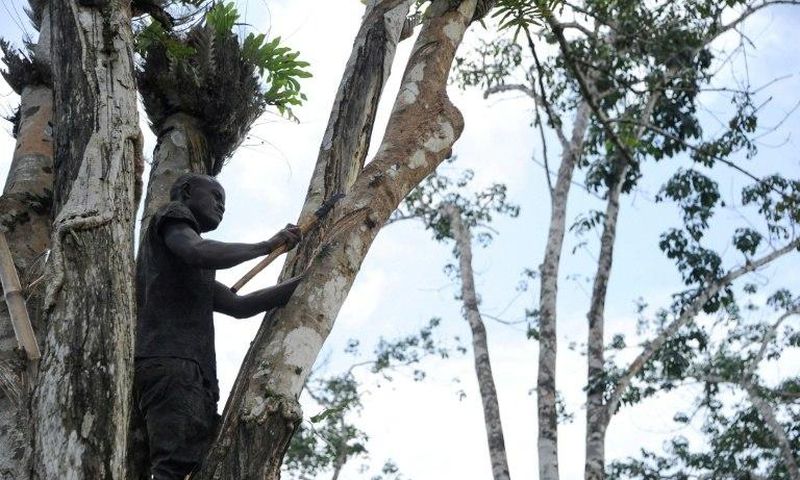 A worker cuts the bark of a rubber tree on a plantation of US company Firestone in Harbel, Liberia, on October 17, 2016