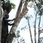 A worker cuts the bark of a rubber tree on a plantation of US company Firestone in Harbel, Liberia, on October 17, 2016
