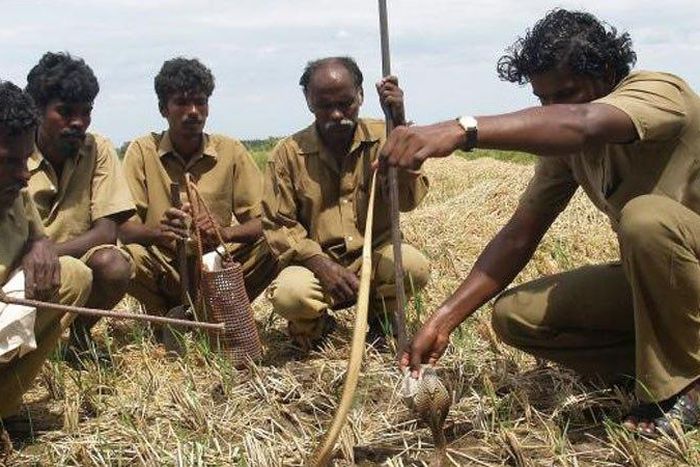 ___5851317___https:______static.pulse.com.gh___webservice___escenic___binary___5851317___2016___12___4___19___snake-catching-tribe-saving-lives-in-india-40c5c0c5e8c9b75f6379825777ea27a9