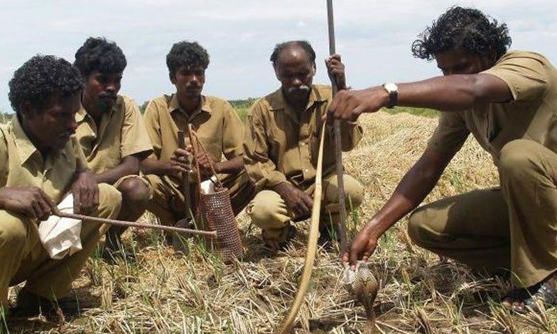 ___5851317___https:______static.pulse.com.gh___webservice___escenic___binary___5851317___2016___12___4___19___snake-catching-tribe-saving-lives-in-india-40c5c0c5e8c9b75f6379825777ea27a9