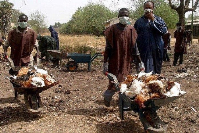 ___4448944___https:______static.pulse.com.gh___webservice___escenic___binary___4448944___2015___12___10___14___bird-flu-nigeria-528x330-800x500