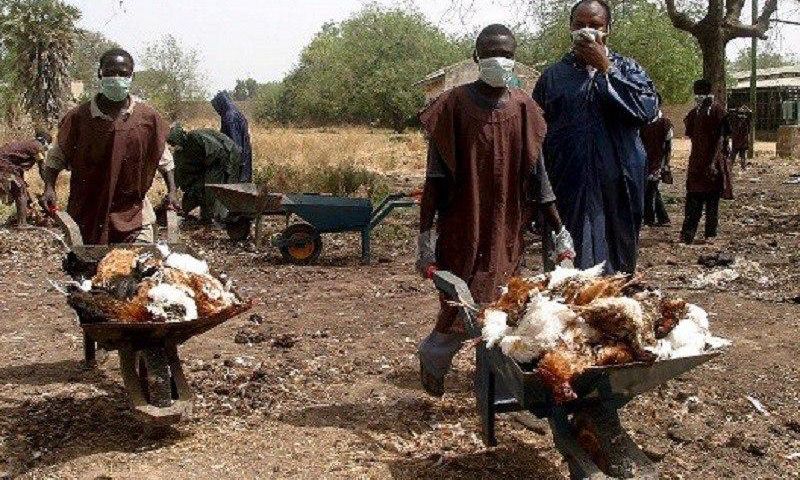 ___4448944___https:______static.pulse.com.gh___webservice___escenic___binary___4448944___2015___12___10___14___bird-flu-nigeria-528x330-800x500