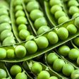 Green peas