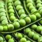 Green peas