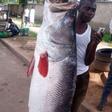 Fish ‘taller’ than man sparks social media frenzy