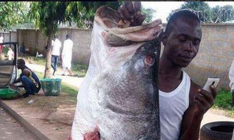 Fish ‘taller’ than man sparks social media frenzy