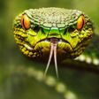 snake venom make heart drugs safer