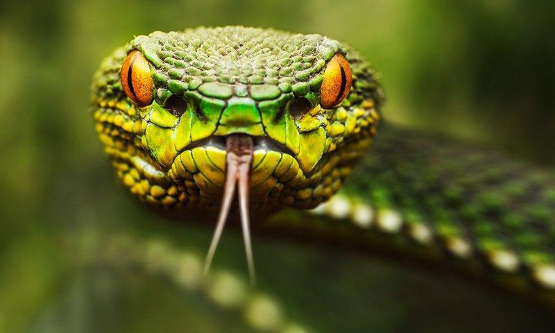 snake venom make heart drugs safer