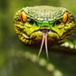 snake venom make heart drugs safer