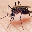 Aedes aegypti mosquito.