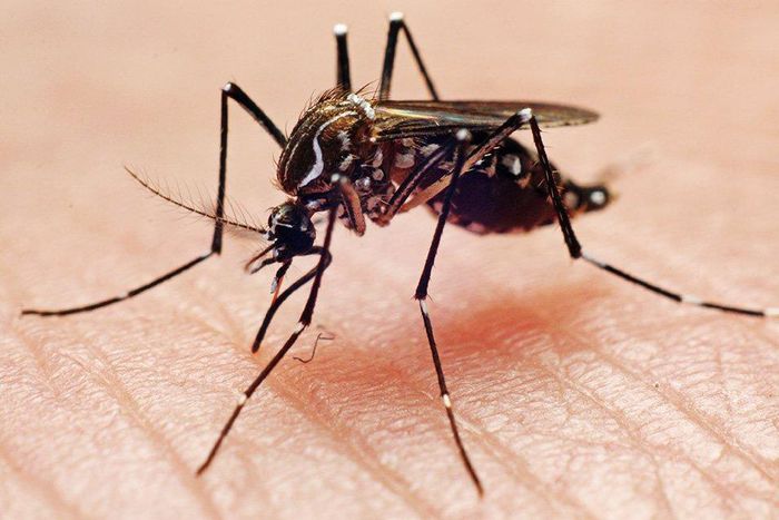 Aedes aegypti mosquito.