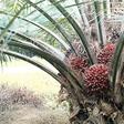 ___5648924___https:______static.pulse.com.gh___webservice___escenic___binary___5648924___2016___10___24___9___palm-9