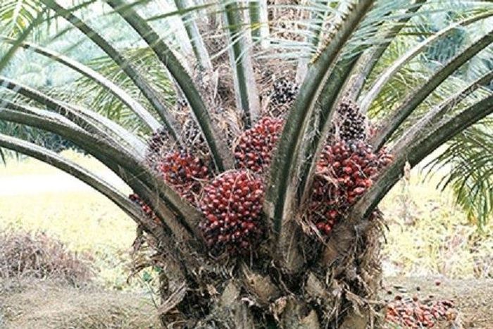 ___5648924___https:______static.pulse.com.gh___webservice___escenic___binary___5648924___2016___10___24___9___palm-9