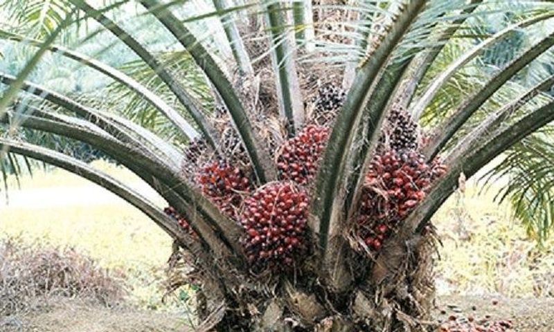 ___5648924___https:______static.pulse.com.gh___webservice___escenic___binary___5648924___2016___10___24___9___palm-9