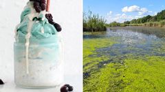 pond scum power food