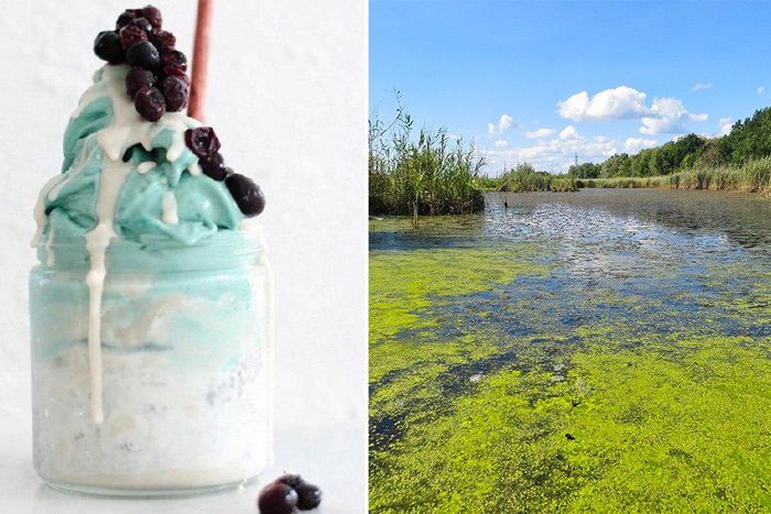 pond scum power food