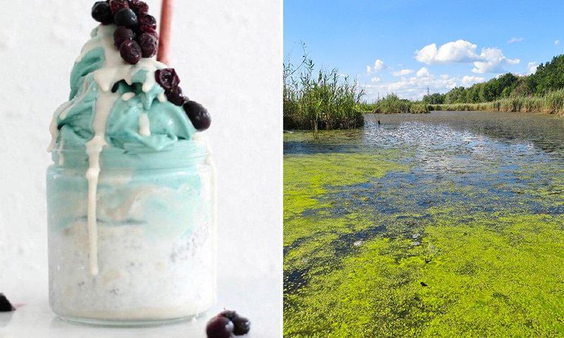 pond scum power food