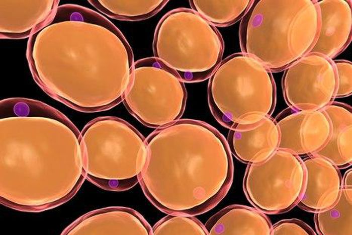 6 fat-fighting foods