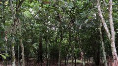 Cocoa Farm