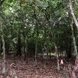 Cocoa Farm