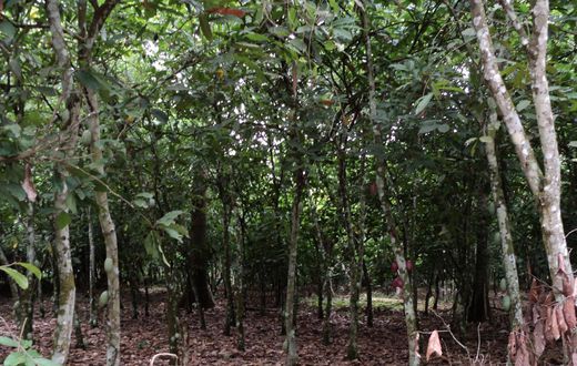 Cocoa Farm